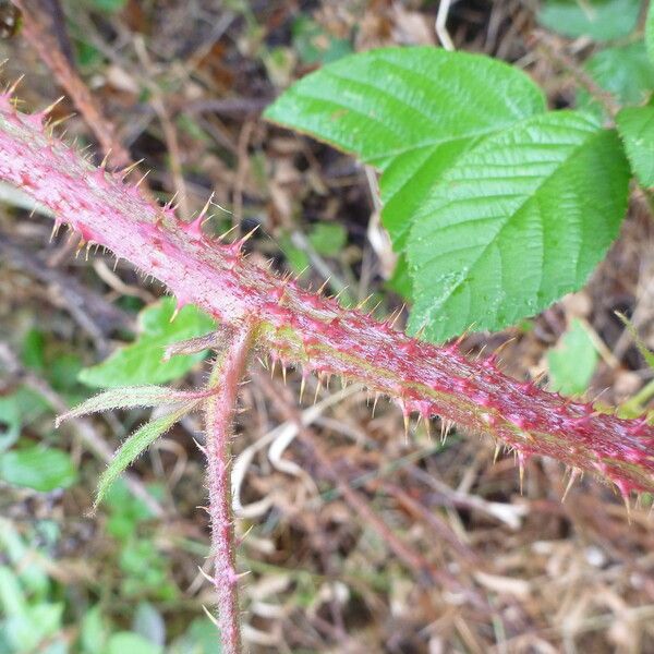 Rubus koehleri Altres