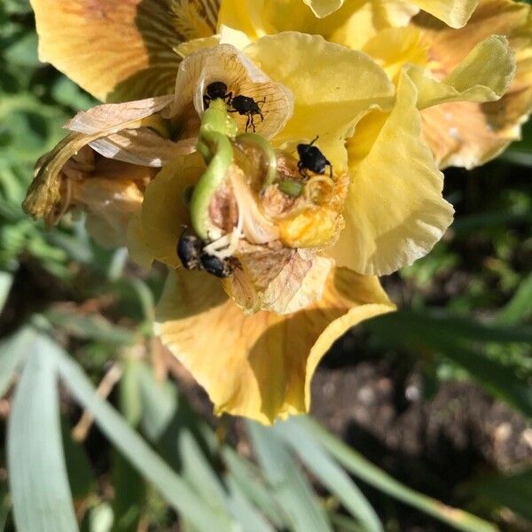 Iris barbatula Çiçek