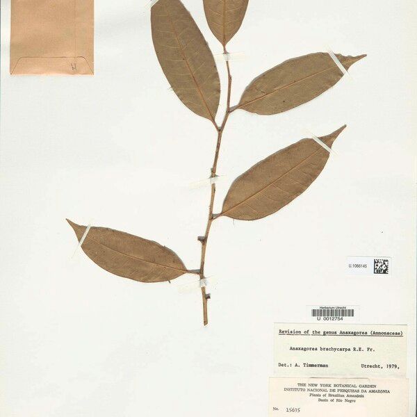 Anaxagorea brachycarpa Leaf