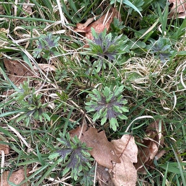 Ranunculus acris Leaf