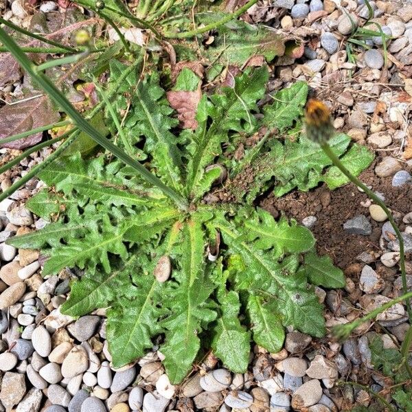 Hypochaeris glabra Leaf