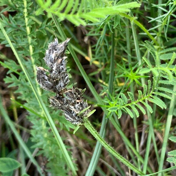 Astragalus danicus Vrucht