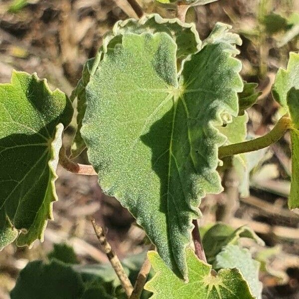 Abutilon grandiflorum Leaf