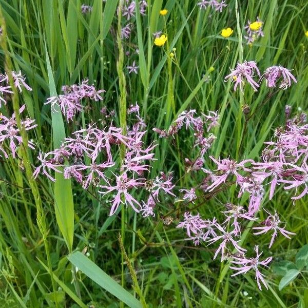 Lychnis flos-cuculi Květ