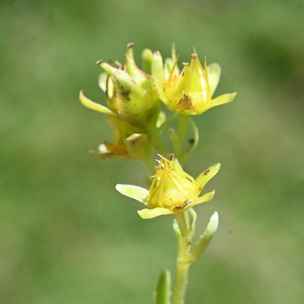 Saxifraga aizoides Цвят