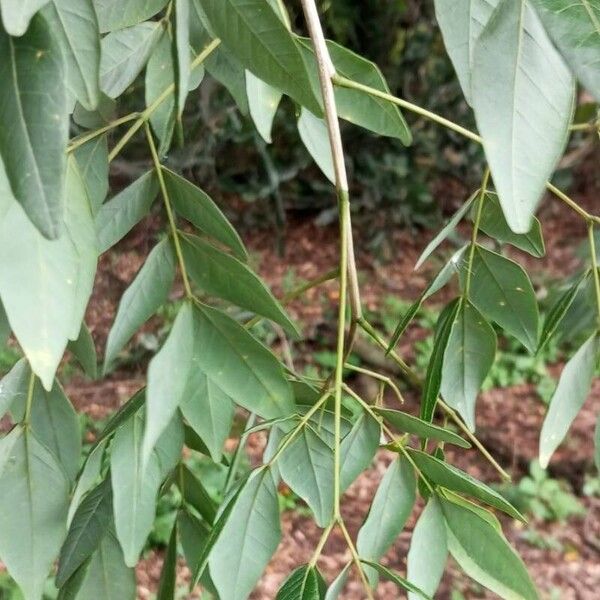 Albizia adinocephala Frunză