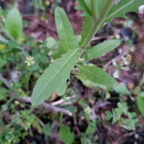 Oenothera laciniata 葉