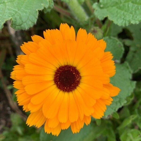 Calendula arvensis Floare