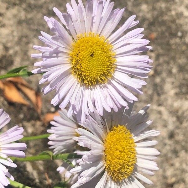 Erigeron glabellus Flower