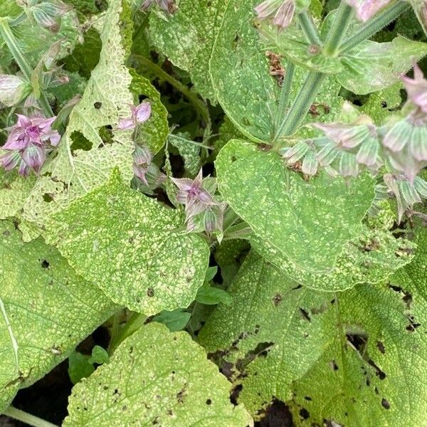 Salvia sclarea Leaf