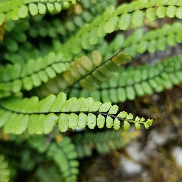 Asplenium trichomanes 叶