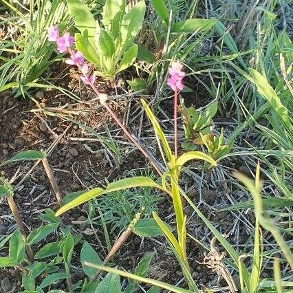 Digera muricata Blomma