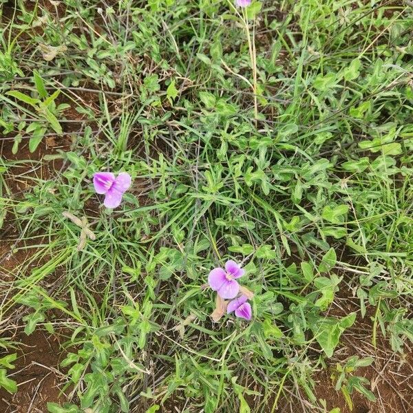 Vigna frutescens Цвят