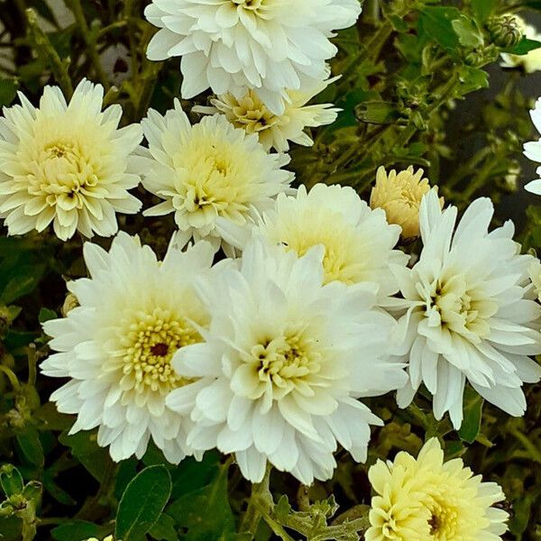 Chrysanthemum x grandiflorum ᱮᱴᱟᱜ