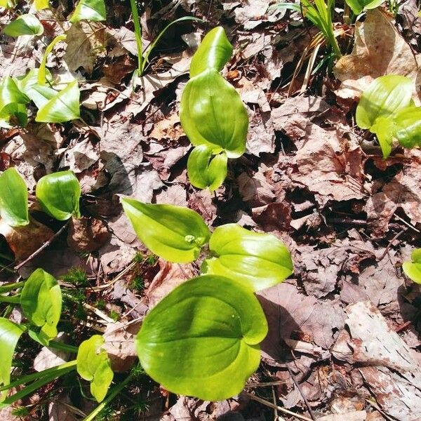 Maianthemum canadense Folla