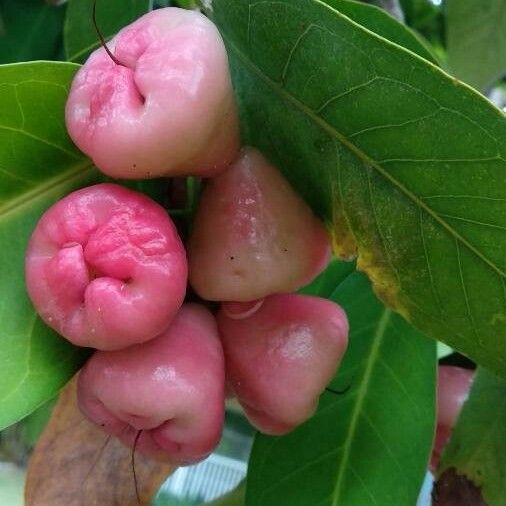 Syzygium samarangense Fruto