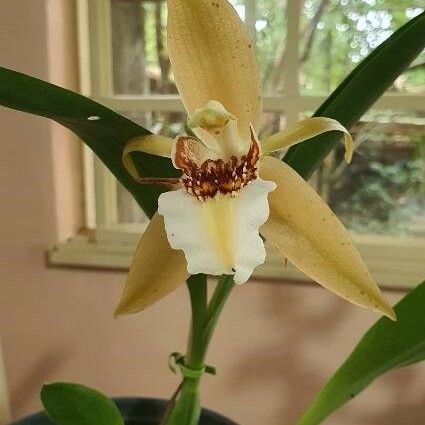 Coelogyne asperata Cvet