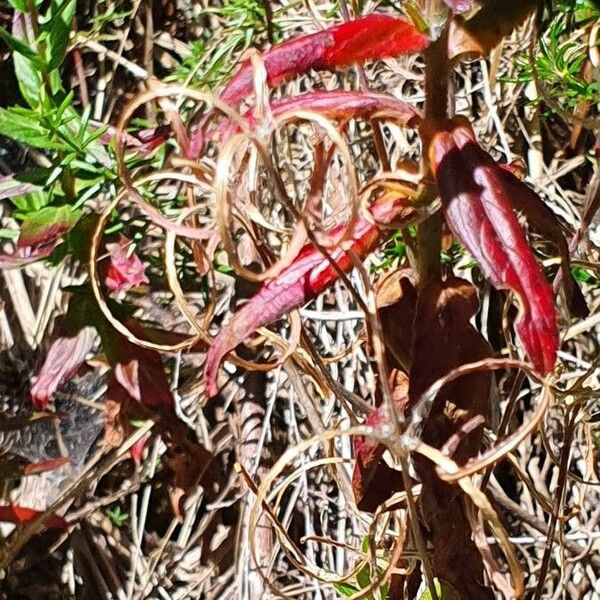 Epilobium stereophyllum Plod