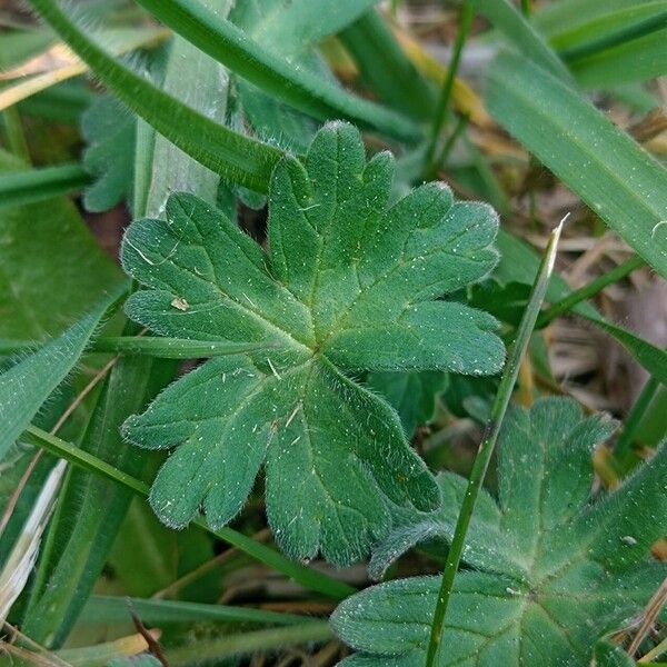 Geranium molle Feuille