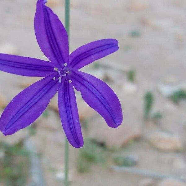 Ixiolirion tataricum Flower