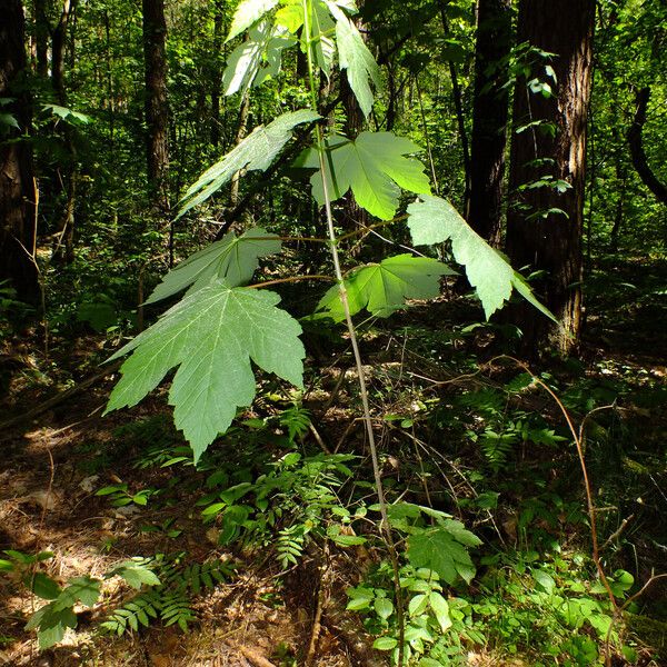 Acer pseudoplatanus Συνήθη χαρακτηριστικά