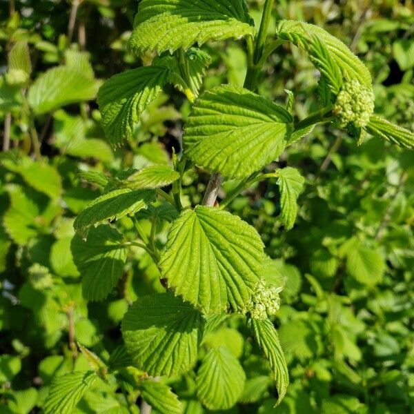 Viburnum dentatum Leaf