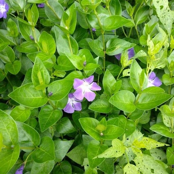 Vinca major Flors