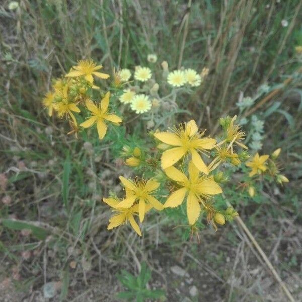 Hypericum perforatum Flor