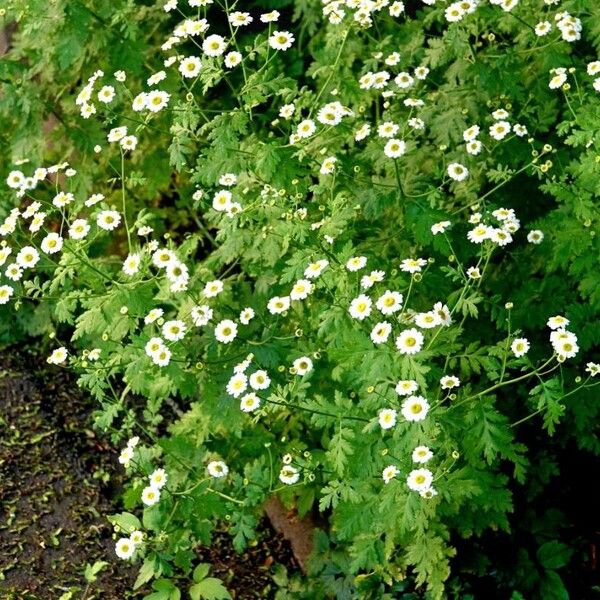 Tanacetum parthenium Hábito