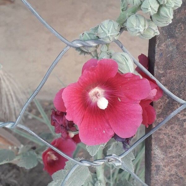 Alcea setosa Flors