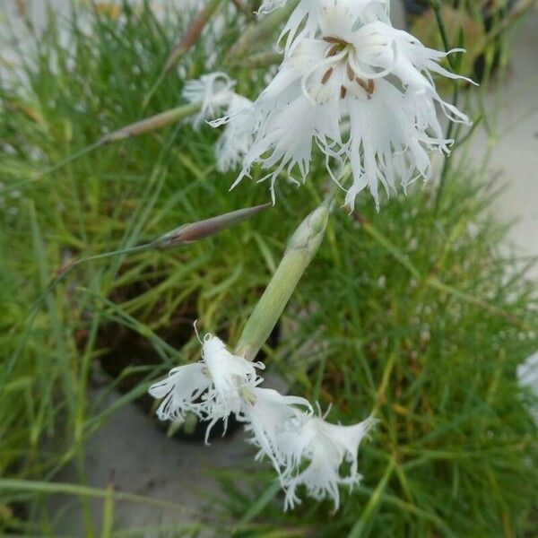 Dianthus arenarius Flower