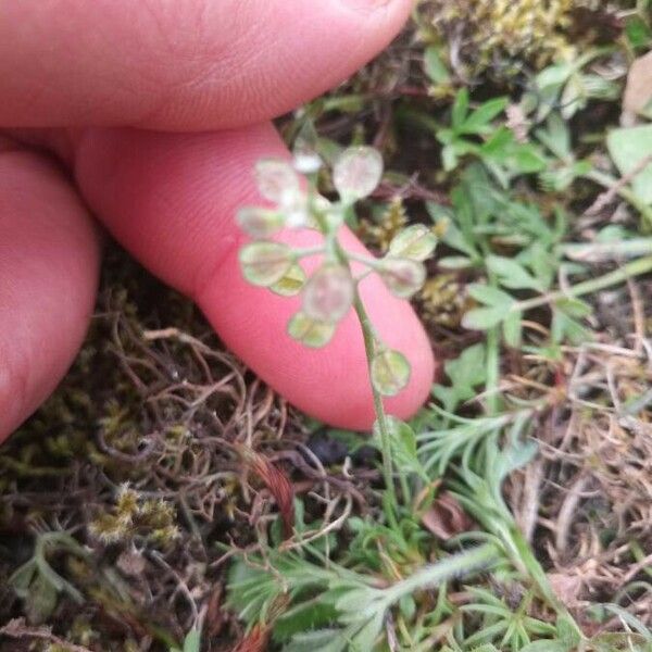 Teesdalia nudicaulis Fruto