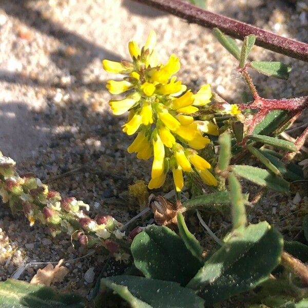 Melilotus indicus Flower