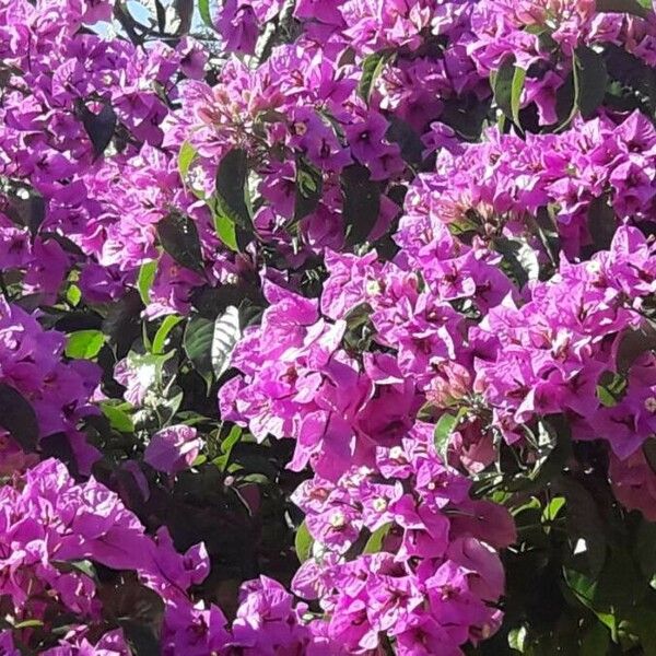 Bougainvillea spectabilis Flower