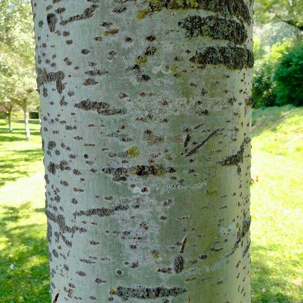 Populus alba Bark