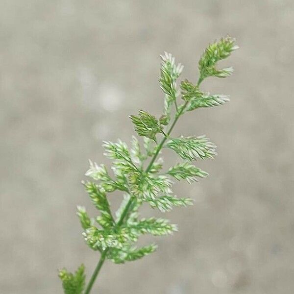 Polypogon viridis 花