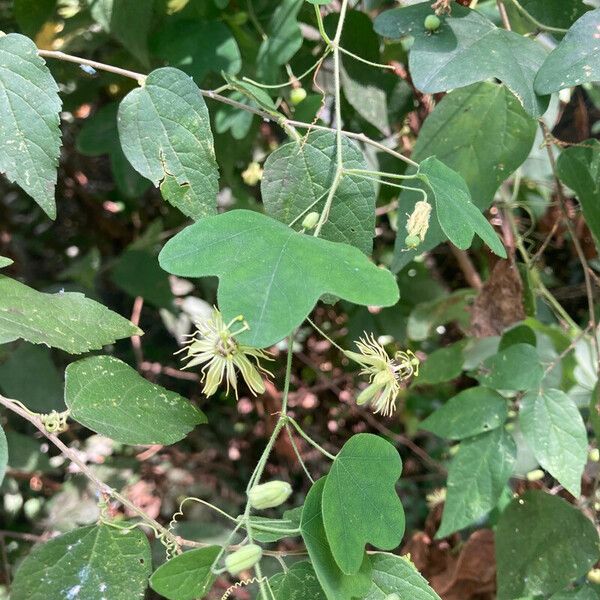 Passiflora lutea Flower