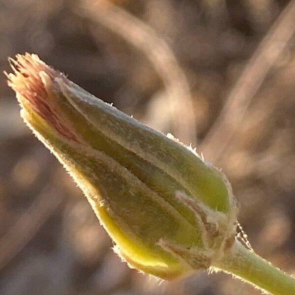 Scorzonera laciniata Flower