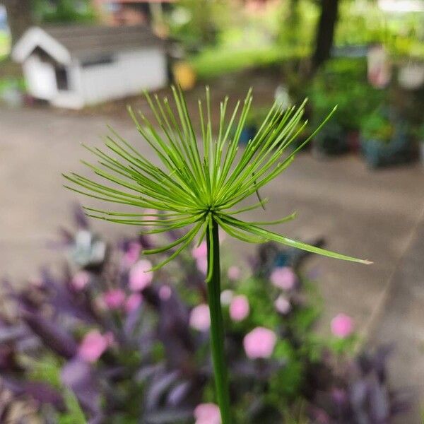 Cyperus haspan Flower