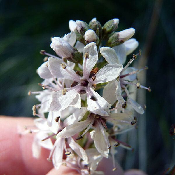 Lysimachia ephemerum Flower