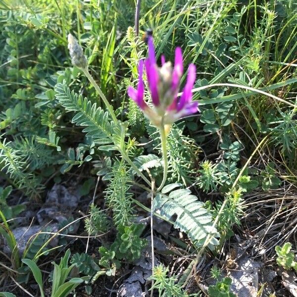 Astragalus onobrychis Flor