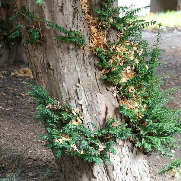 Taxus brevifolia Lubje