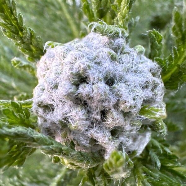 Achillea pannonica Květ