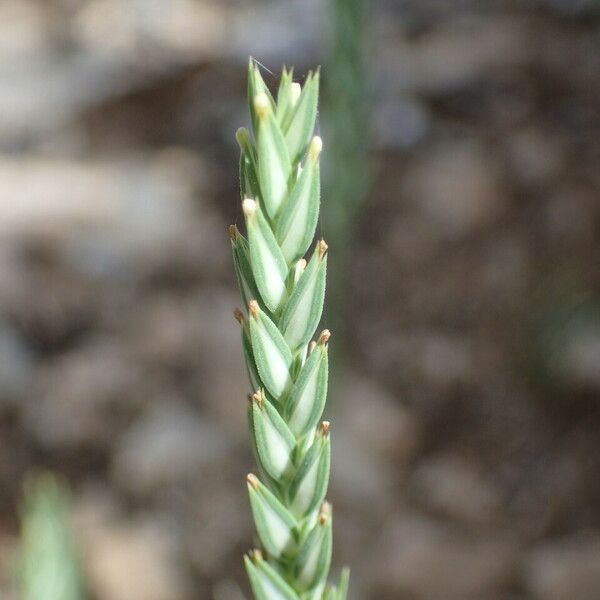 Crucianella angustifolia Flower