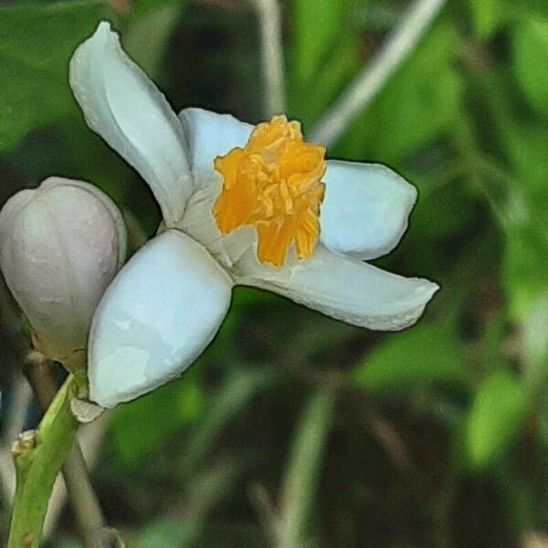 Citrus × aurantiifolia Blüte