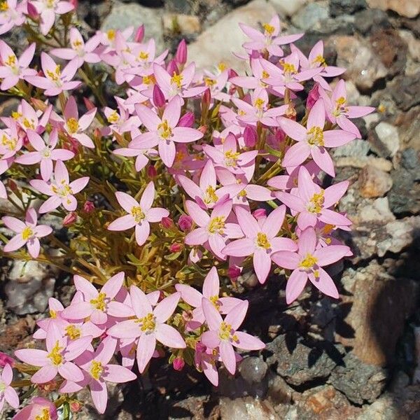 Centaurium erythraea Žiedas