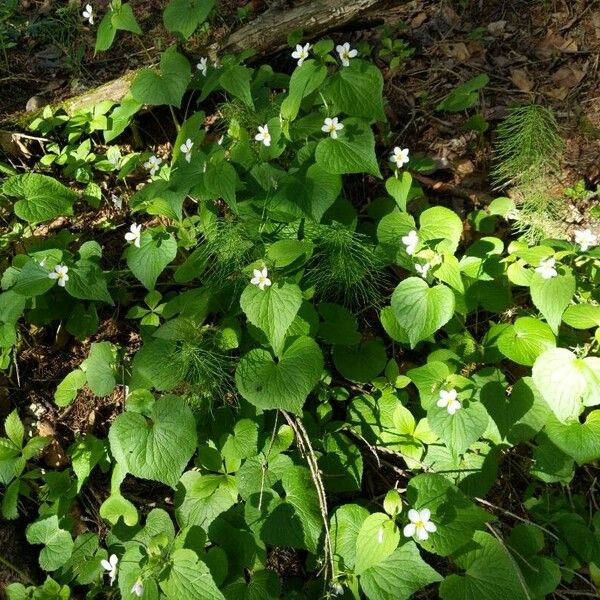 Viola canadensis Folio