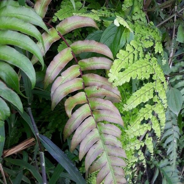 Blechnum occidentale 葉