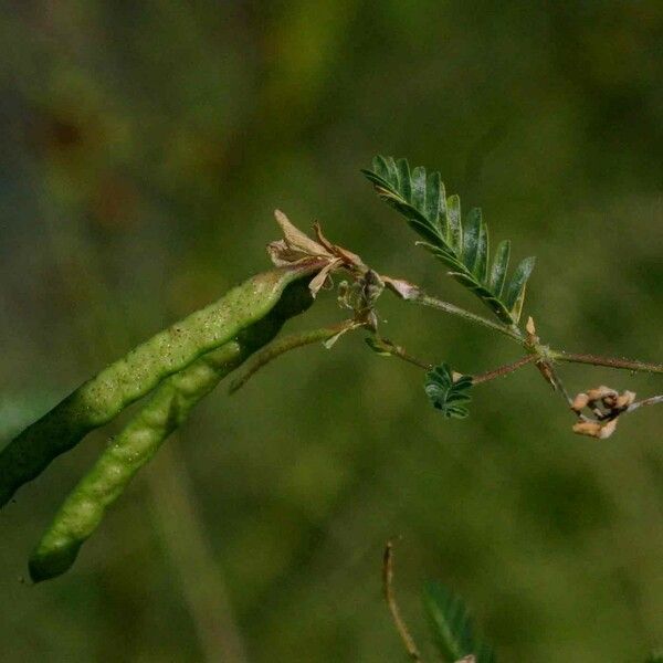 Aeschynomene indica Fruit