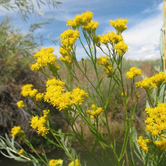 Euthamia occidentalis Habitat